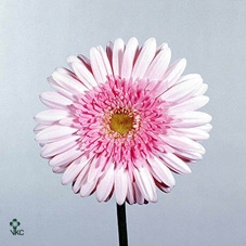 511 ROOD RIBBEL SCHAAL