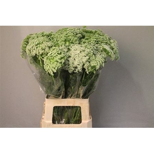 AMMI VISNAGA