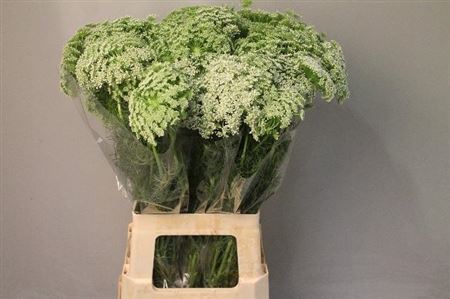 AMMI VISNAGA