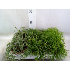 Rhipsalis   ...mix
