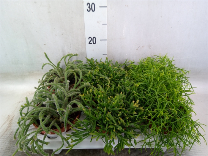 <h4>Rhipsalis   ...mix</h4>