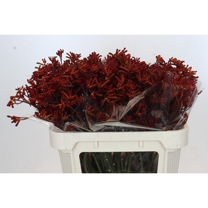 Anigozanthos Red Velvet