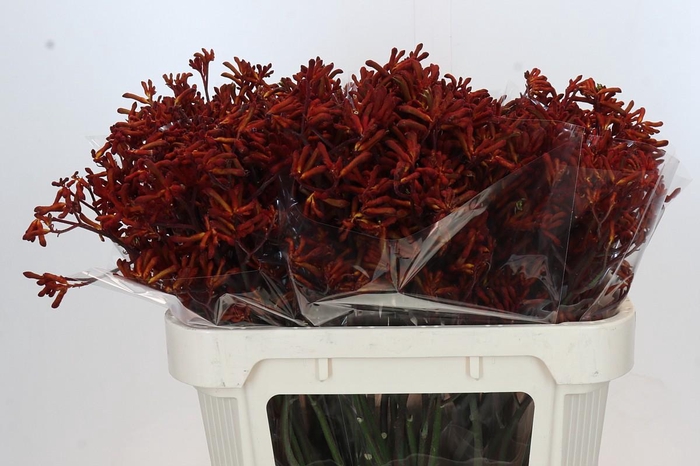 <h4>Anigozanthos Red Velvet</h4>