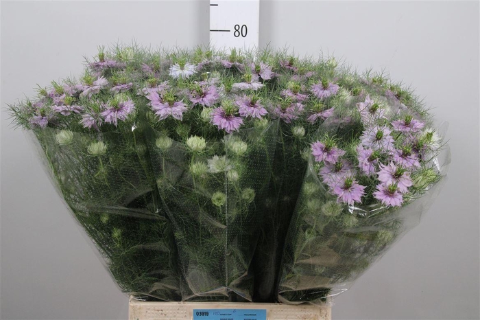 <h4>Nige D Bubble Gum</h4>