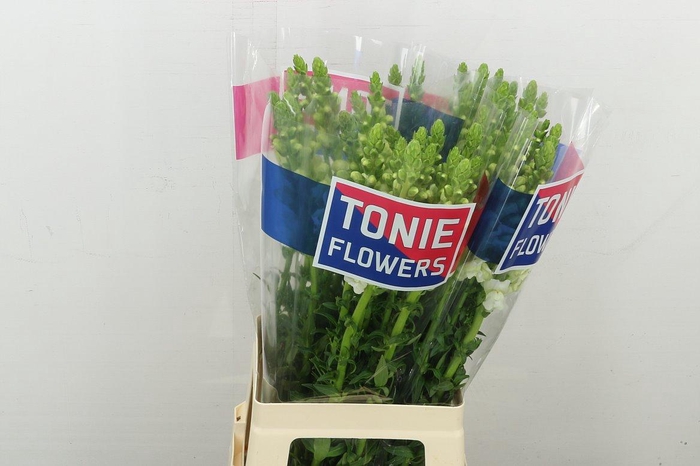 <h4>Antir Mary White</h4>