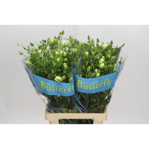 Ranunculus Butterfly Litai