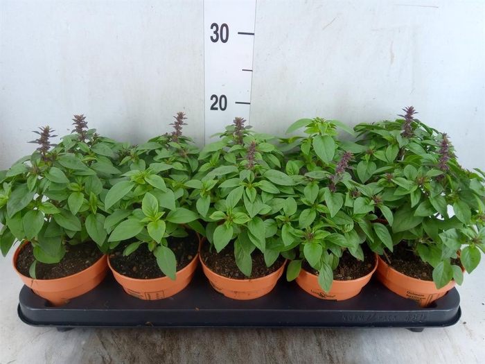 Ocimum   ...
