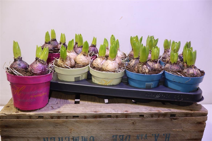 <h4>arr8 Hyacin Gem 3 Kl</h4>