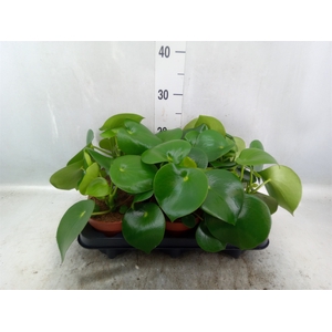 Peperomia polybotrya 'Raindrop'