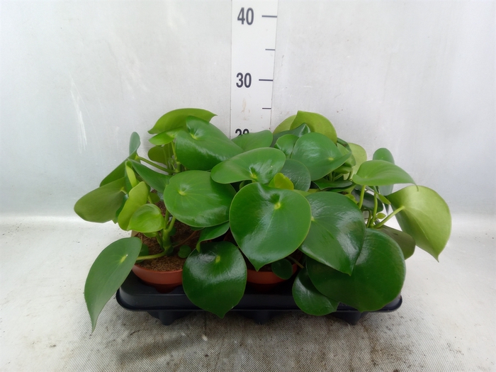 <h4>Peperomia polybotrya 'Raindrop'</h4>