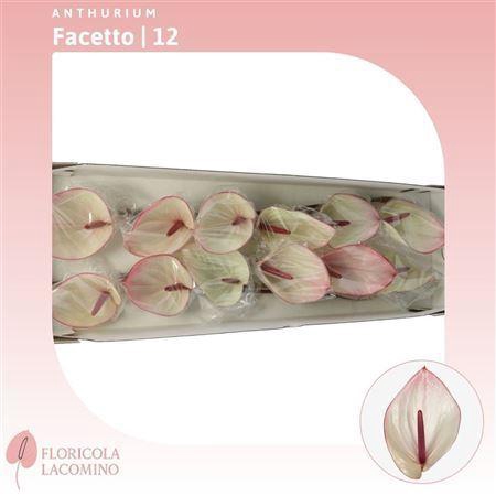<h4>ANTH FACETTO ANTHURIUM FACETTO</h4>