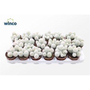 Espostoa Melonastele