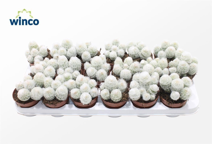 <h4>Espostoa Melonastele</h4>