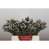 Kaaps Groen Silver Brunia