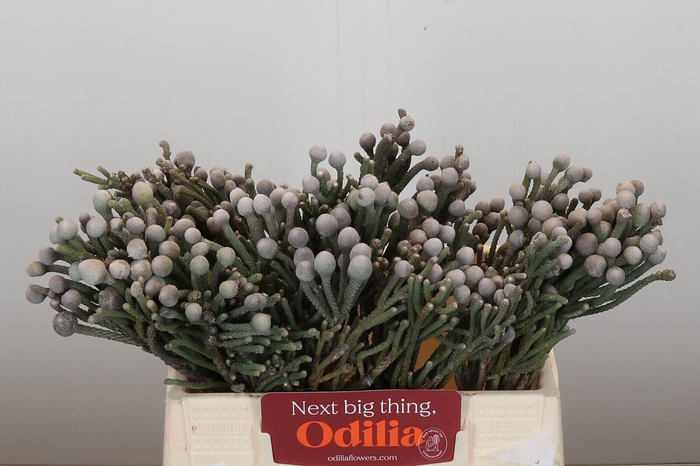 Kaaps Groen Silver Brunia