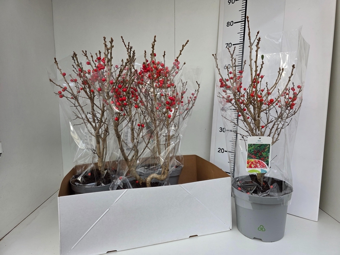 <h4>ILEX VERTICILLATA</h4>