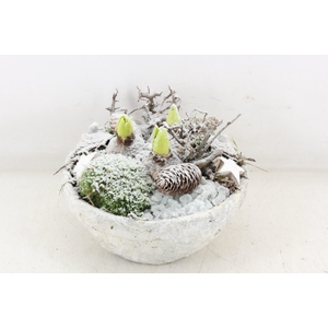 arr4 Hyacint MB - Cement schaal  x2