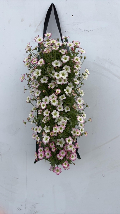 <h4>SAXIF AR ALP WHITE</h4>