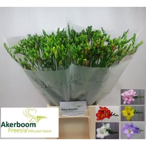 Freesia enk Mix