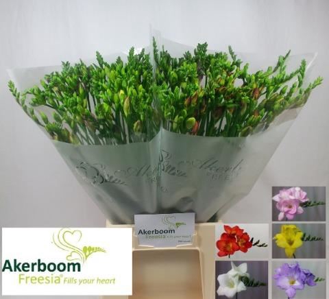 <h4>Freesia enk Mix</h4>