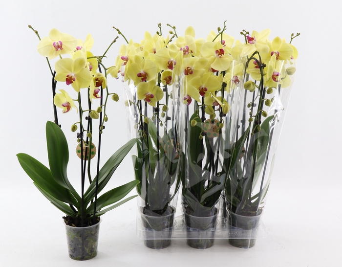 <h4>PHAL EL CASCADE</h4>