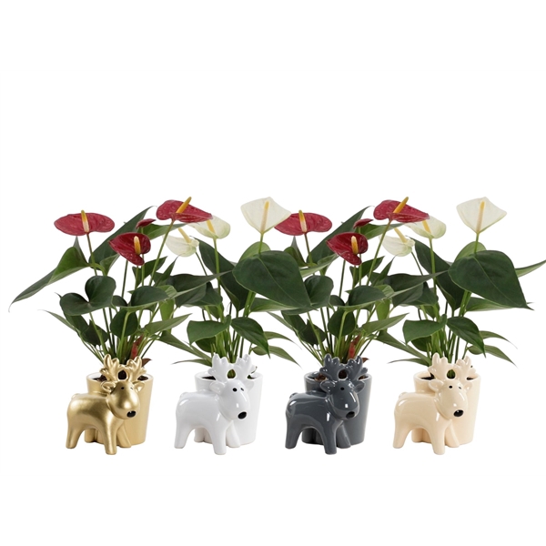 <h4>Anthurium Red-White mix in Rudolf ceramics</h4>