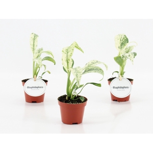 Overig planten