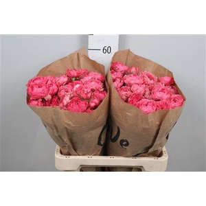 R Tr Julieta Raspberry