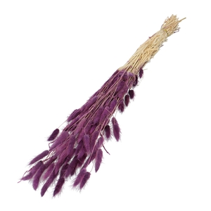 Dried flowers Lagurus 60cm 50g