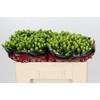 Hypericum Lucky Romance