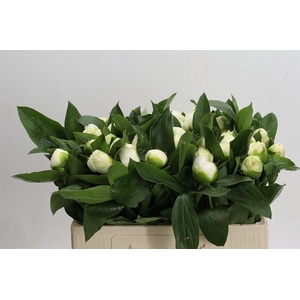 Paeo L Bridal Shower