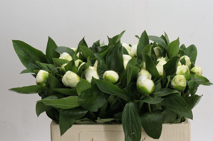 <h4>Paeo L Bridal Shower</h4>