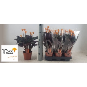 CALAT CROCATA