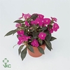 Impatiens New Guinea 12 cm paars