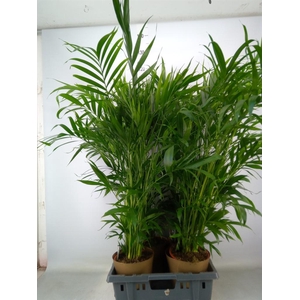 Chamaedorea cataractarum