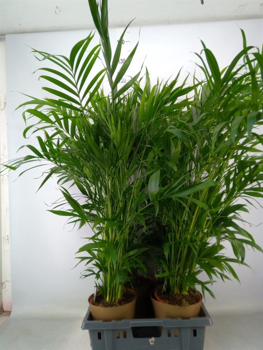 <h4>Chamaedorea cataractarum</h4>