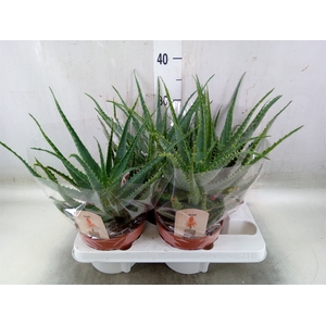 Aloe arborescens
