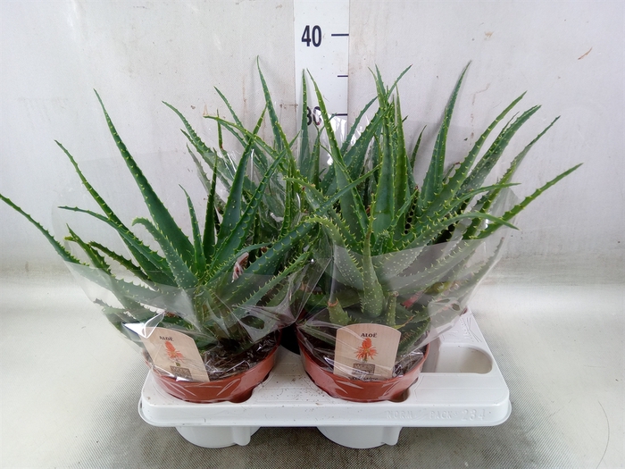 <h4>Aloe arborescens</h4>