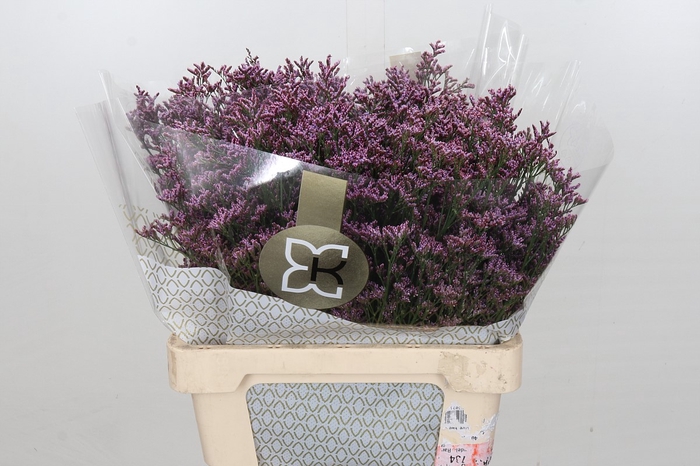 <h4>Limonium Safora Pink Sky</h4>