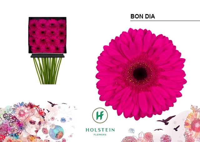 <h4>Gerbera Bon Dia Diamond per kaart</h4>