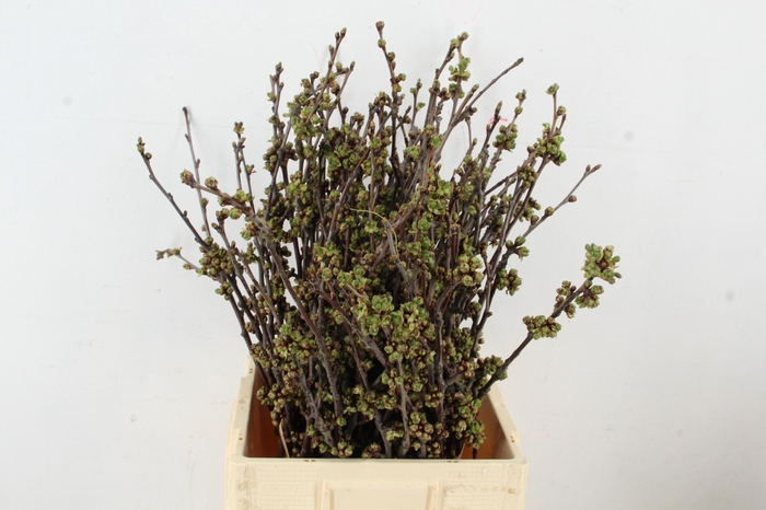 <h4>KERSENBLOESEM GROF PER STEM 065CM</h4>