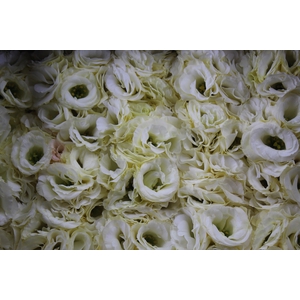 LISIANTHUS FLOR MEGALO II YELLOW