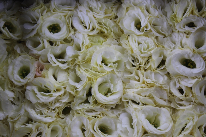 LISIANTHUS FLOR MEGALO II YELLOW