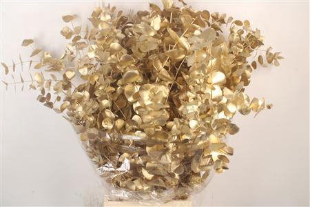 <h4>Euca Cinerea Met. Gold Per Bunch</h4>