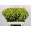 Solidago Tara Gold Buiten