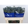 Eryngium Blue Dynamite