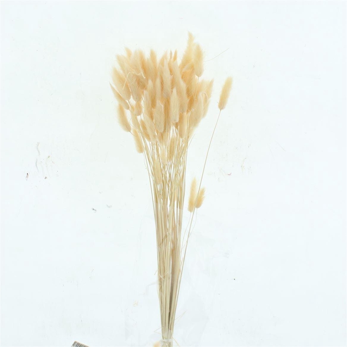 <h4>Dried Lagurus Bleached Nude Bs</h4>