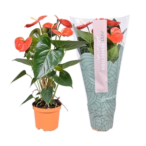 Anthurium (Andreanum Grp) Atlas