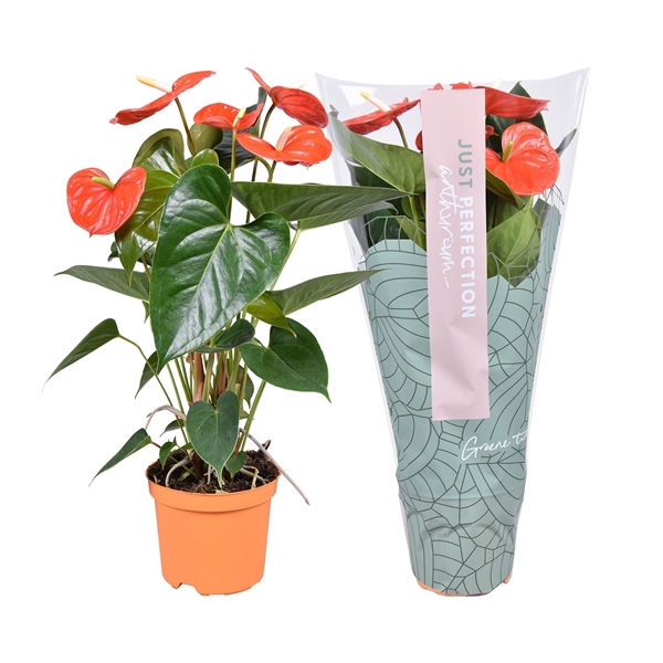 <h4>Anthurium Atlas ''Just perfection®'' (XL-Flowers)</h4>