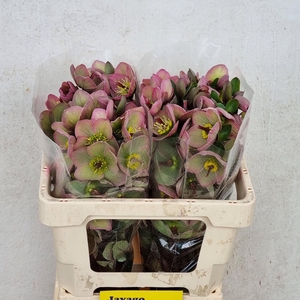 HELL FRK BAYLIS BLUS